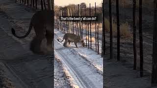 Whoever Put That Wired Fence Up Was Drinking A Steel Reserve shorts animals [upl. by Marcelle]