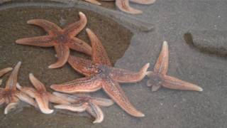 Common starfish Asterias rubens [upl. by Hambley504]