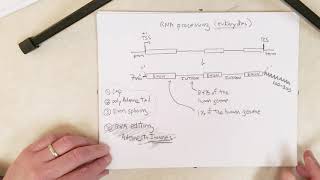 Genetics L16A premRNA processing and mRNA structure Recommend 15x Speed [upl. by Adnyleb]