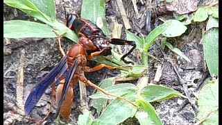 Polistes carolinaRed Wasp [upl. by Lucian868]