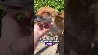 Un Renard Ruseur Transforme un Jardin en Oasis de Vie renard shorts animaux [upl. by Leith]