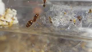 Southern Fire Ants Solenopsis xyloni [upl. by Eiramacissej]