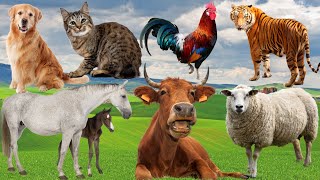 Wild Animal Sounds In Nature Elephant Rooster Cow Horse Dog Hen Duck  Animal Moments [upl. by Oimetra]