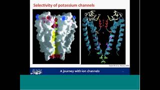 5 Selectivity of VoltageGated Ion Channels  A Journey with Ion Channels [upl. by Allisurd]