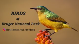 Kruger National Park  BIRDS of Kruger 2023 [upl. by Enylekcaj]