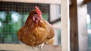 Outdoor Chicken Essentials  PoultryBFFcom [upl. by Judy450]