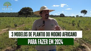 3 MODELOS DE PLANTIO DO MOGNO AFRICANO PARA INICIAR EM 2024 [upl. by Solon624]