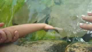 Stingray Encounter at SeaWorld San Antonio Aquatica [upl. by Melisent]