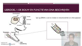 Bouw en functie van DNA HAVO en VWO [upl. by Biernat]