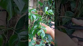 Rhaphidophora tetrasperma propagation houseplant diy gardenhacks handmade terracottapots fyp [upl. by Rowena]