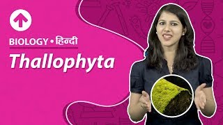 Thallophyta  Hindi  Biology [upl. by Nahsar120]