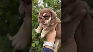 Amazing Bulldog Puppy [upl. by Aerdnaed]