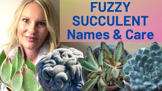 FUZZY soft Succulent types Care and name IDENTIFICATION with MOODY BLOOMS [upl. by Denn]