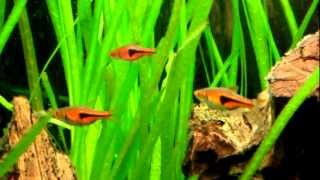 RASBORA ESPEI  Trigonostigma Espei [upl. by Ellesirg]