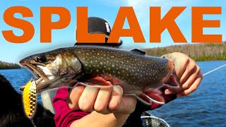 Crushing Shallow SPRING SPLAKE Trout  Backcountry Mission [upl. by Dachi]