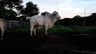 Toro Brahman 3 Años de Edad San Martin Perú Ganaderia Brahman [upl. by Niehaus69]