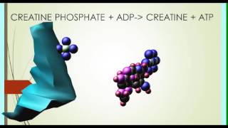 CREATINE PHOSPHATE IN EXERCISE [upl. by Nylareg]