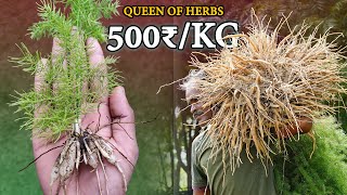 Shatavari Asparagus racemosus Farming  How to grow Shatavari at home  Medicinal Plant Farming [upl. by Aremus7]