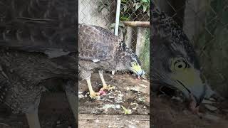 Hawk Eagle Owl Wildlife Animal EagleHawkOwl hawk vs snake Owl vs snake fight Eagle Vs Snake [upl. by Lunnete]