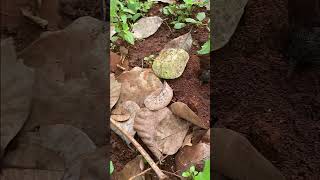 Massive cricket in deep hole is attacked by venom ants is so cool shorts video viralvideo [upl. by Doti]