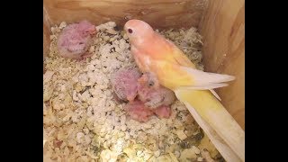 Bourke Parakeet Blossoms amp Others Babies June 25 2017 [upl. by Ayinat607]