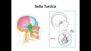 Skull 2  part 1 note description for correction at 830 [upl. by Tjader59]