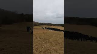 Border Collies herding cattle as a team [upl. by Ilat275]