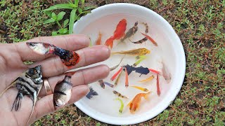 Catching Black Moor Goldfish Angel Fish Glo Fish Goldfish Tiger Barb Fish Guppy Fish by Hand [upl. by Bunting]