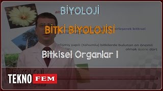 YGSLYS BÄ°YOLOJÄ°  Bitkisel Organlar 1 [upl. by Enelcaj]