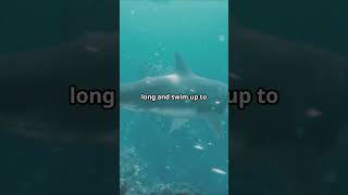 The Oceans DEADLIEST Predator Shark Attack Facts [upl. by Tristis589]