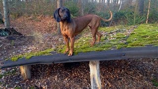 GunBid  Three Bavarian Mountain Hounds enjoying the weather [upl. by Nyer651]