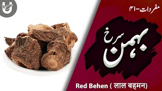 Behman Surkh  Red Behen  बहमन लाल  بہمن سُرخ [upl. by Leesa]