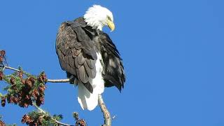 110724 Adult Bald Eagle Tukwila Wa 1825162 [upl. by Niwrud]