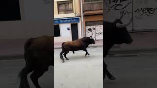 Toro MANSO en las fiestas de un pueblo en Castellón spain bulls bull toro [upl. by Secilu637]