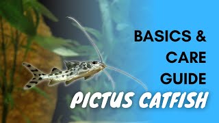 Pictus Catfish Basics And Care [upl. by Blasius]