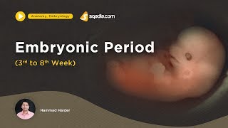 Embryonic Period  3rd to 8th week  Medical Embryology Lecture  Fetus Development [upl. by Kcitrap523]