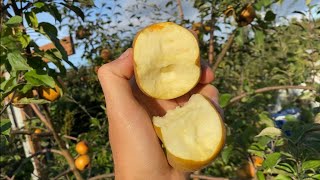 Golden Russet vs Brown Russet Apple Taste test [upl. by Reteid860]