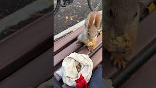 Girl Helped Squirrel😍 [upl. by Ottinger]