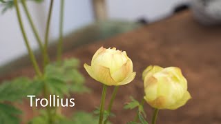 Trollius  Globe Flowers [upl. by Modeste]