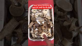 Human Real Spines  Vertebrae  रीड़ की हड्डियाँ short trending viralshorts [upl. by Lemra]