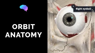 Anatomy of the Orbit and Extraocular Muscles including movement of the eyes  Eye Anatomy [upl. by Sussi]