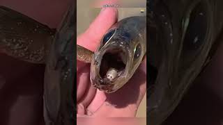 How This Parasite Eat Fish Tounge [upl. by Gertruda]