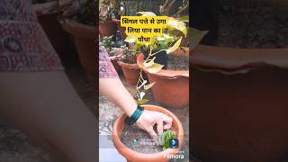 Grow betel leaf plant from a single leaf shorts betel leaf gardening [upl. by Nauqit567]