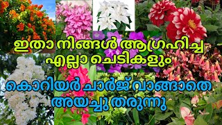 🥰💐🌹കൊറിയർ ചാർജ് വാങ്ങാതെ ഞങ്ങൾ അയച്ചു തരുന്ന കോമ്പോ ഓഫിറുകൾ വാങ്ങാം വേഗം പോരെ gardening reels [upl. by Analart250]