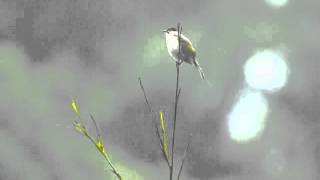 烏 頭 翁 Styans Bulbul 台灣特有種wmv [upl. by Elinor336]