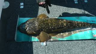 LAKE TYERS BIG FLATHEAD [upl. by Relyt]