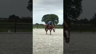 Schatje❤️❤️  Het ging zo goed vandaag  capcut horse edit fy gabi pookie capcutedit [upl. by Hazen]