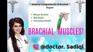 LEARN AP BRACHIAL MUSCLES WITHIN 3 MINUTE [upl. by Yerffoej]