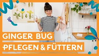 Ginger Bug pflegen und füttern I Ginger Beer selber machen [upl. by Rabbaj]