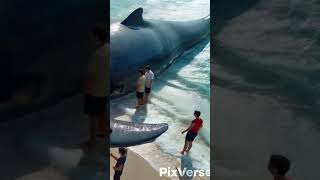 Baleia encontrada ocean whale waves dolphin trending huge [upl. by Ahsineb623]